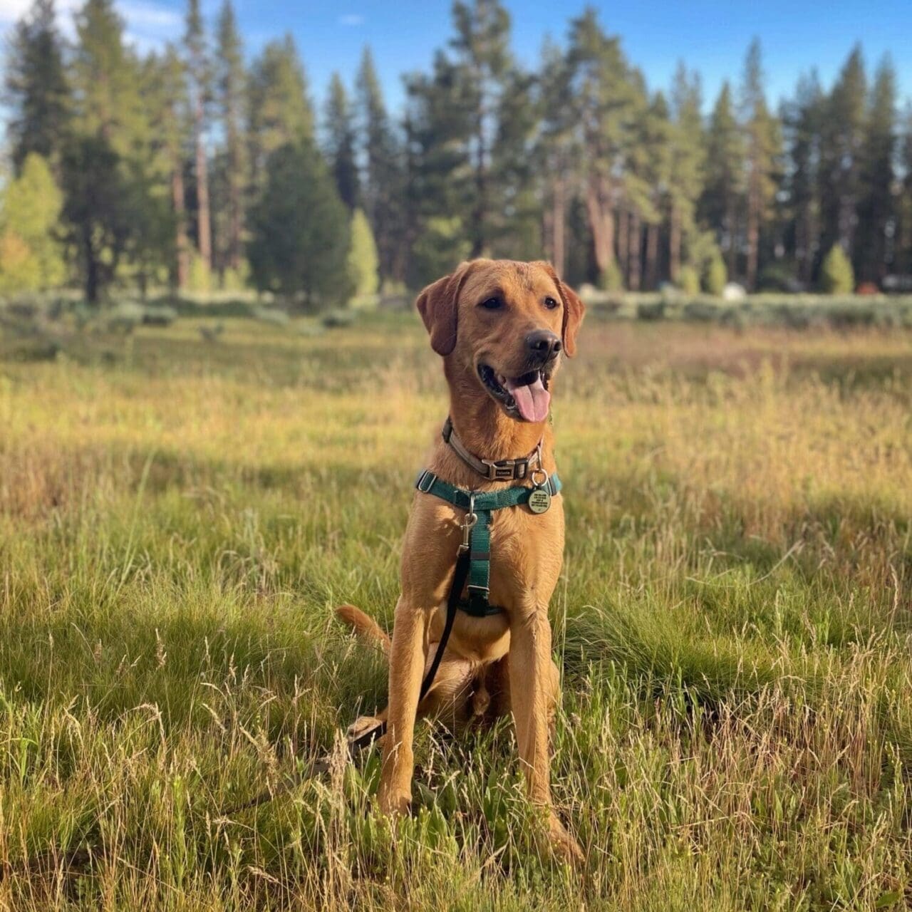 a happy looking dog pauses in an outdoor field as his picture is taken in this outdoor lifestyle photograph