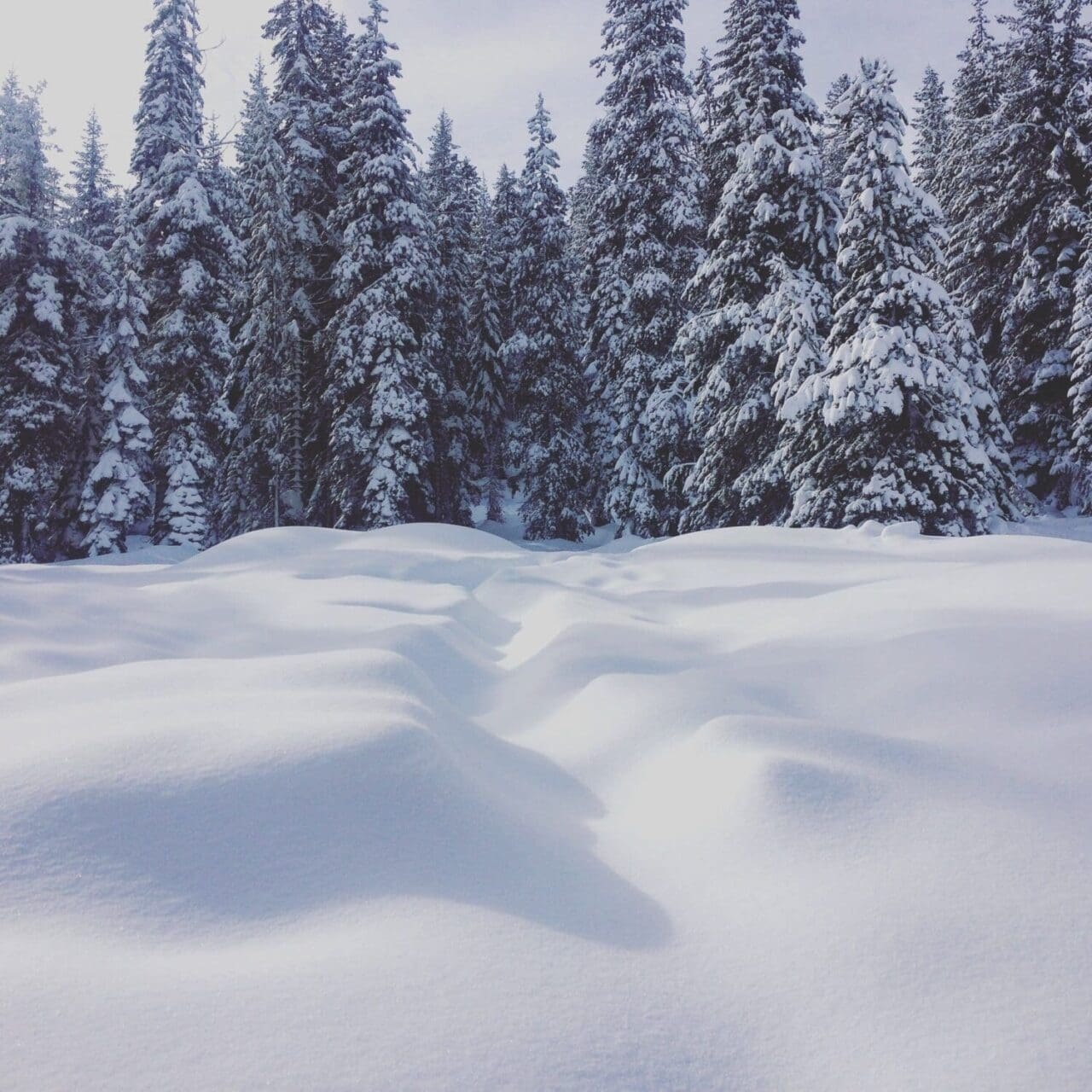 Outdoor Photography of snow capped trees and snow drifts.