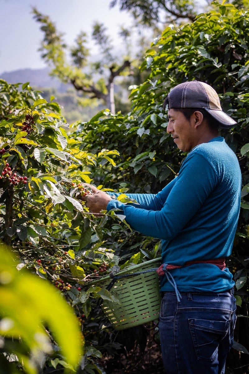Documentary Photograph of farmer picking coffee beans